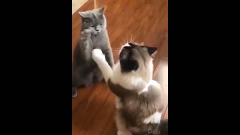 Cat Friends In Funny Action