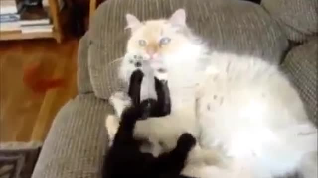 Small cat attacks the big one