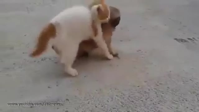 Cute puppy and kitty play together♥️🎉😍