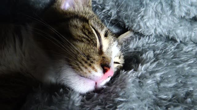 Sleep Little Cat
