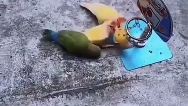 Basketball match between birds 😀