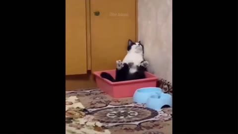 Cat funny video