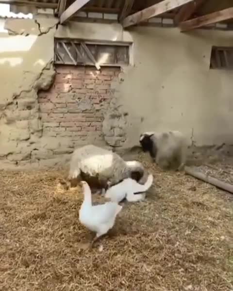 sheep vs duck