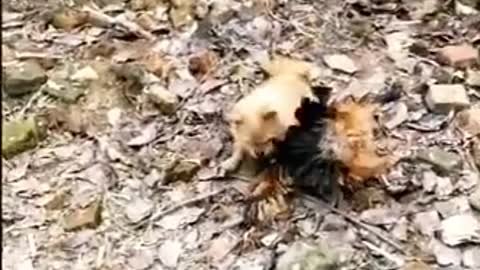 🤣🤣🤣Chicken VS Dog Fight - Funny Dog Fight Videos by funnyme111🤣🤣🤣