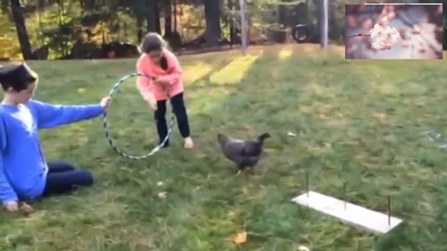A very cute and beautiful cock.A super hen.animal