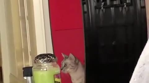 There are two types of cats