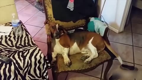 Try Not to Laugh ANIMAL EDITION IMPOSSIBLE TO WIN