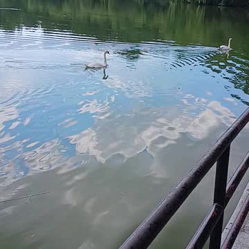 Swans Kissina park