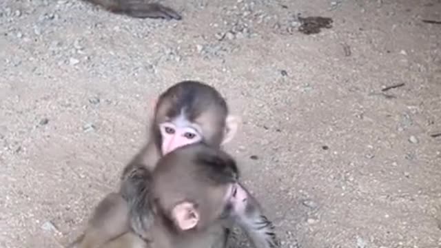 Cute monkey baby's.