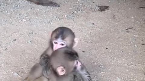 Cute monkey baby's.