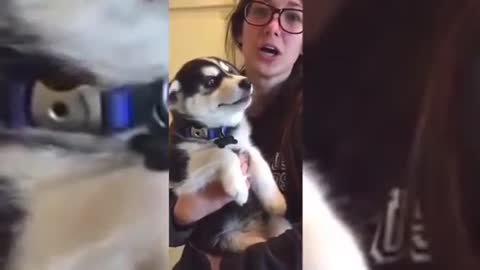 talking husky cute