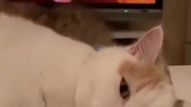 Funneasat cat video /cute cat video # funny# cute # cat video