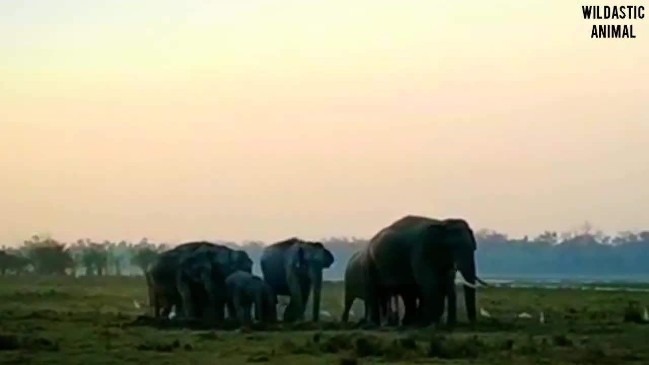 How do elephants mateing have you seen ever