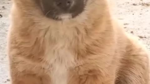 Cute puppy 🐶🐶🐶🐶