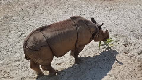 A Rhinoceros Feeding On A Leafy Branch