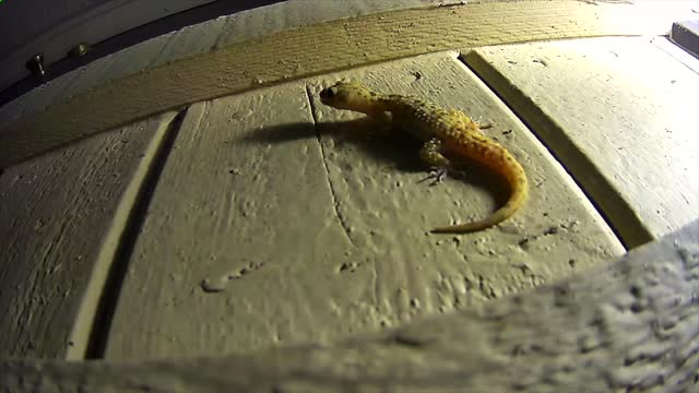 Mediteranean Geckos - Bug eating machines