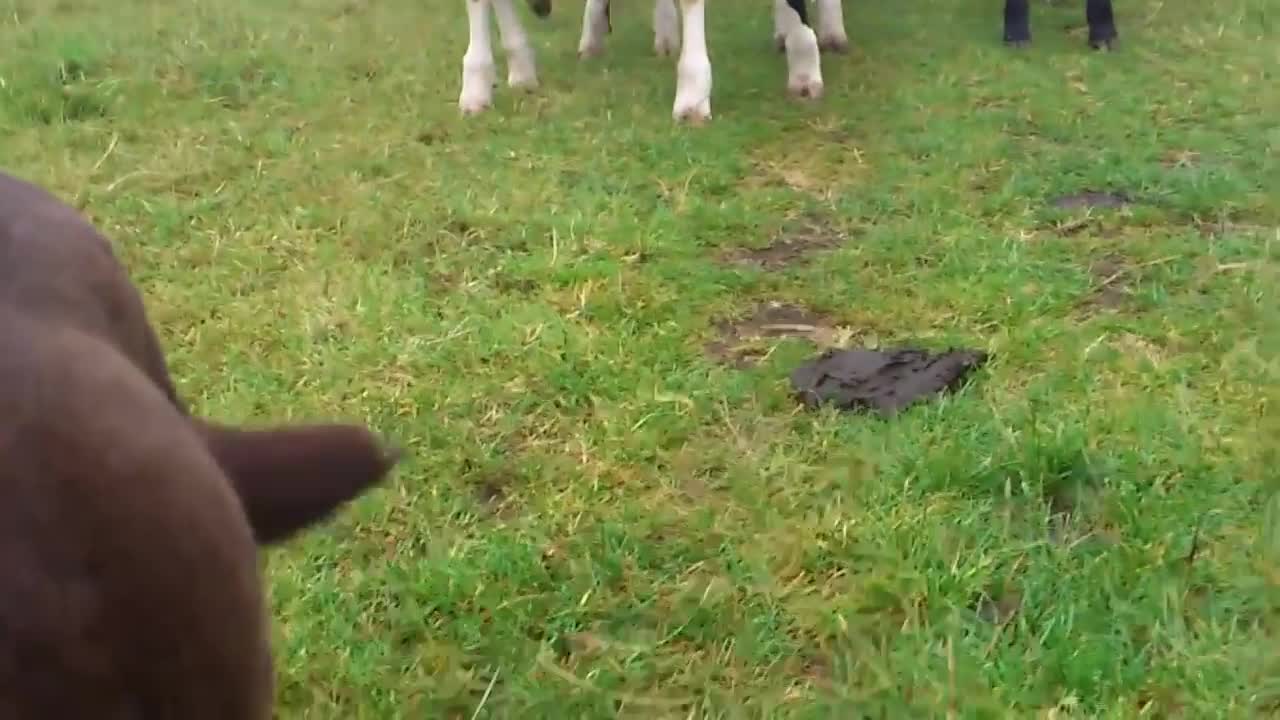 Curious Cows Become Dog’s Shadow And Follow Him Everywhere He Goes