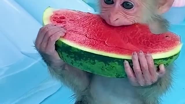 Watermelon Monkey