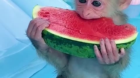 Watermelon Monkey