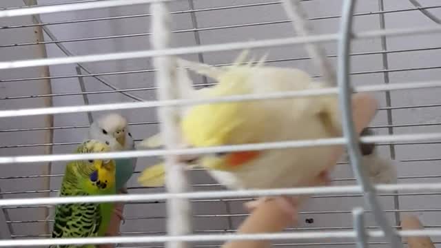 cute bird in cage