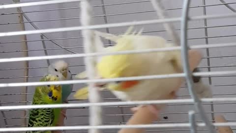 cute bird in cage