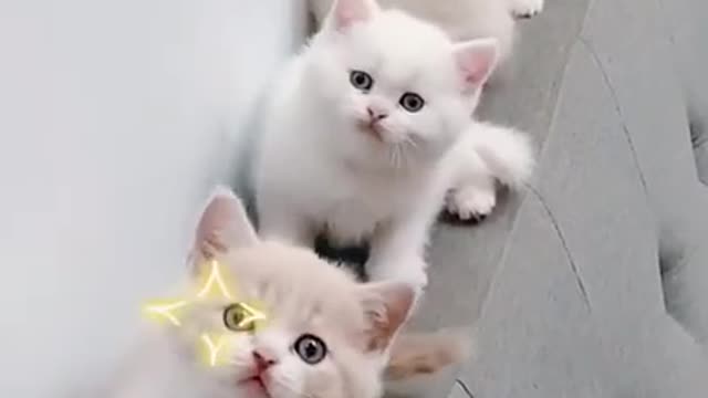 cute-funny kitten