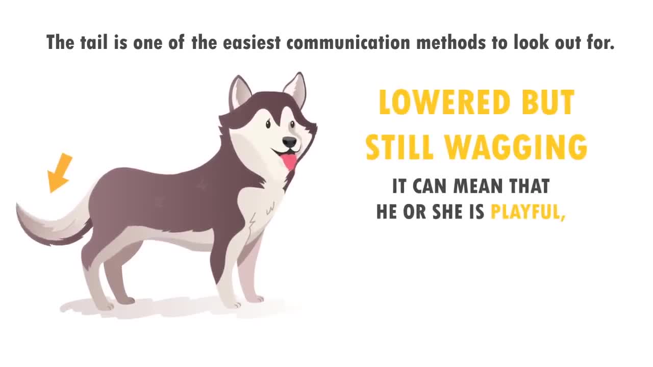 How to Understand Your Dog Better