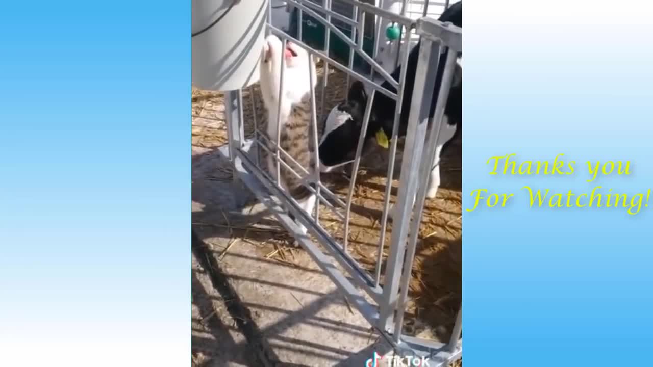 Cute & Funny Pet Compilation (#25)