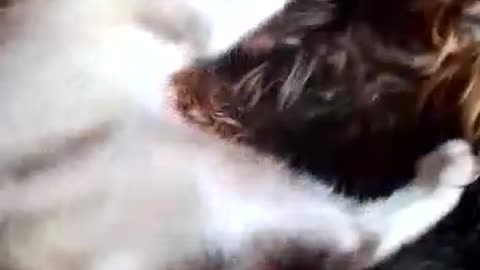 Cat vs dog