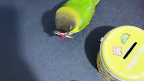 smart bird