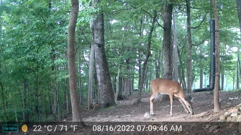 The Woods – 08/16/2022
