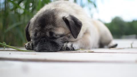 A cute sleeping puppy.