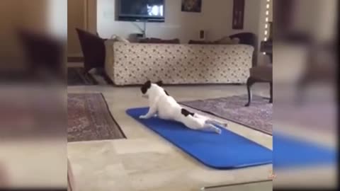 The funny dog exercise