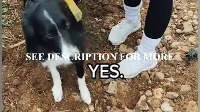 Cute dog regrets offering to carry his poop π©ππΆπ€£
