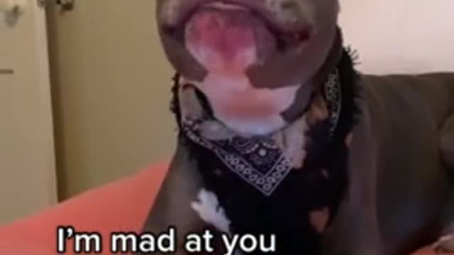 Rumble/dogs and puppies