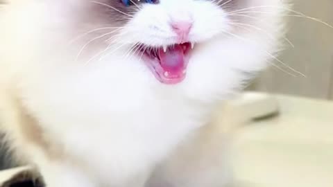 So funny 😂, my cat is very funyyyy