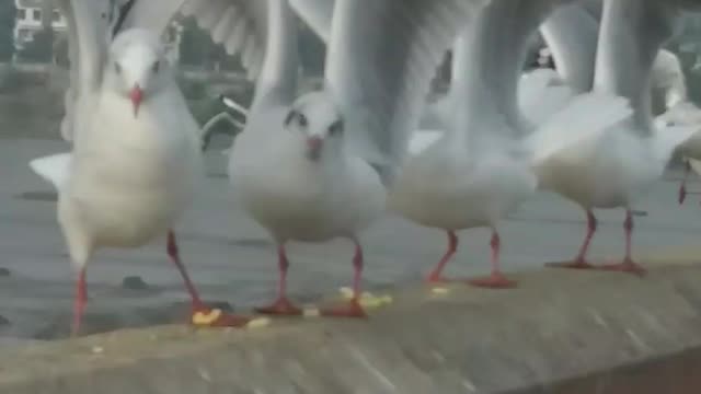 seagull eating food in the morning