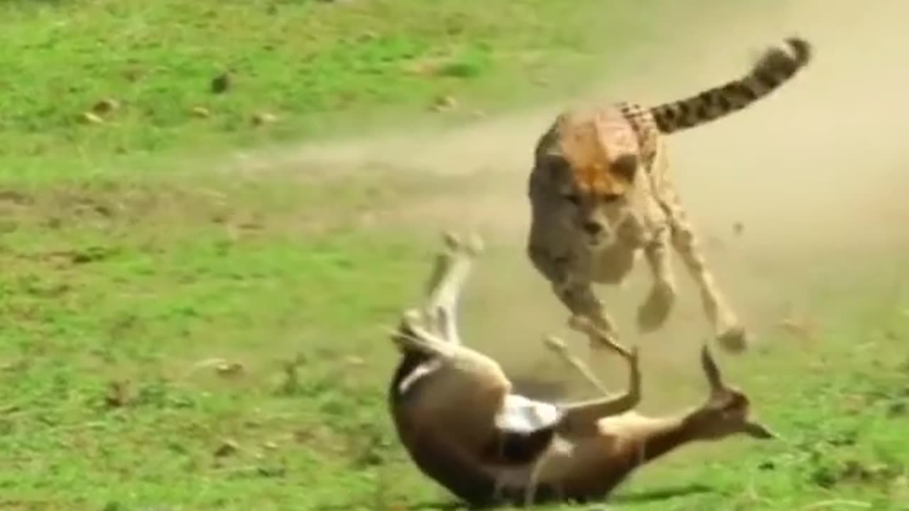 Tigers
