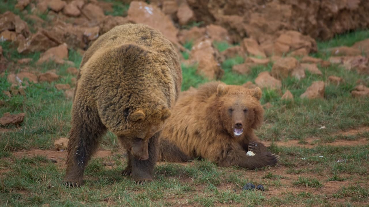 A couple of brown bears rest in the field