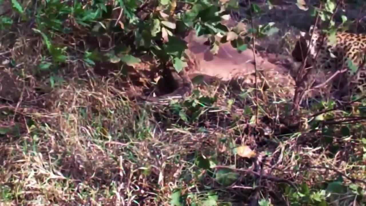 «OMG! Giant Python Hunt Leopard Cubs When Mother Leopard Hunting Impala,