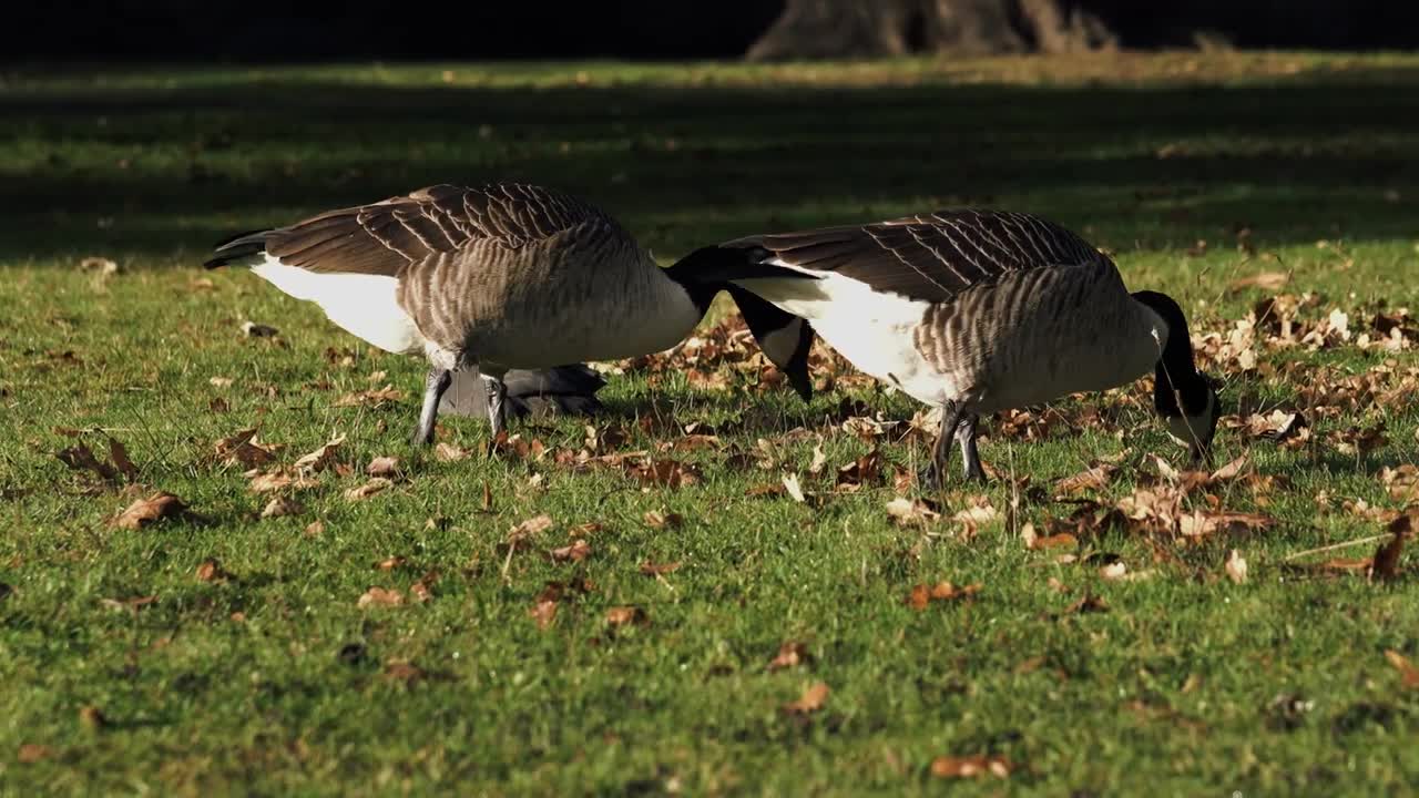 Cute Ducks - Cute Baby Animal