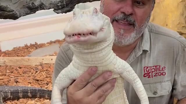 Albino American alligator love their food