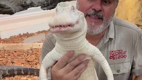 Albino American alligator love their food