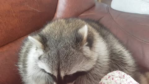 Raccoon playing with a golf ball