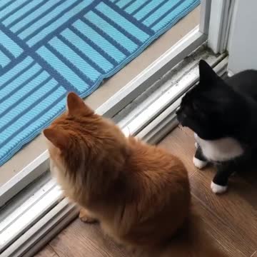 Cat On Sofa Near Window