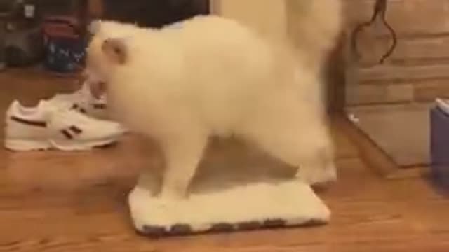 Funniest cats and dogs ever...!
