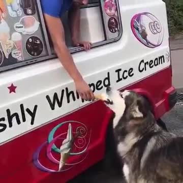 husky waits for icecream truck every single day