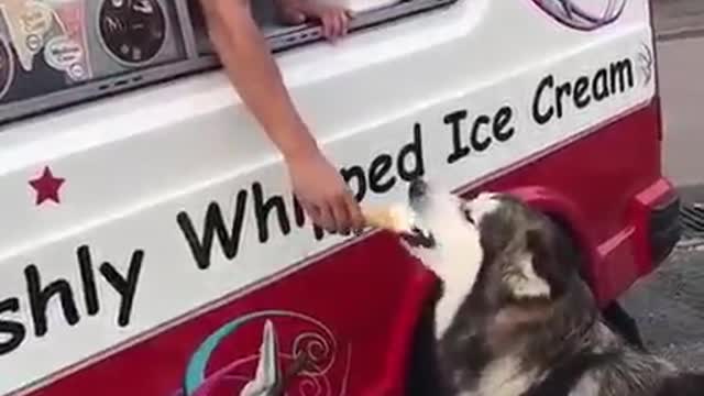 husky waits for icecream truck every single day