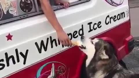 husky waits for icecream truck every single day