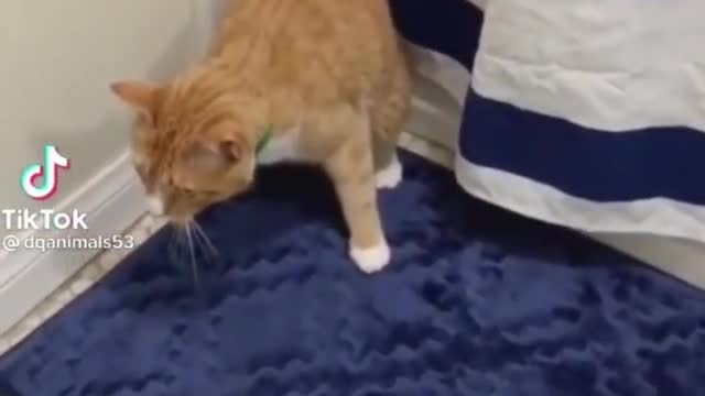 funny cat video